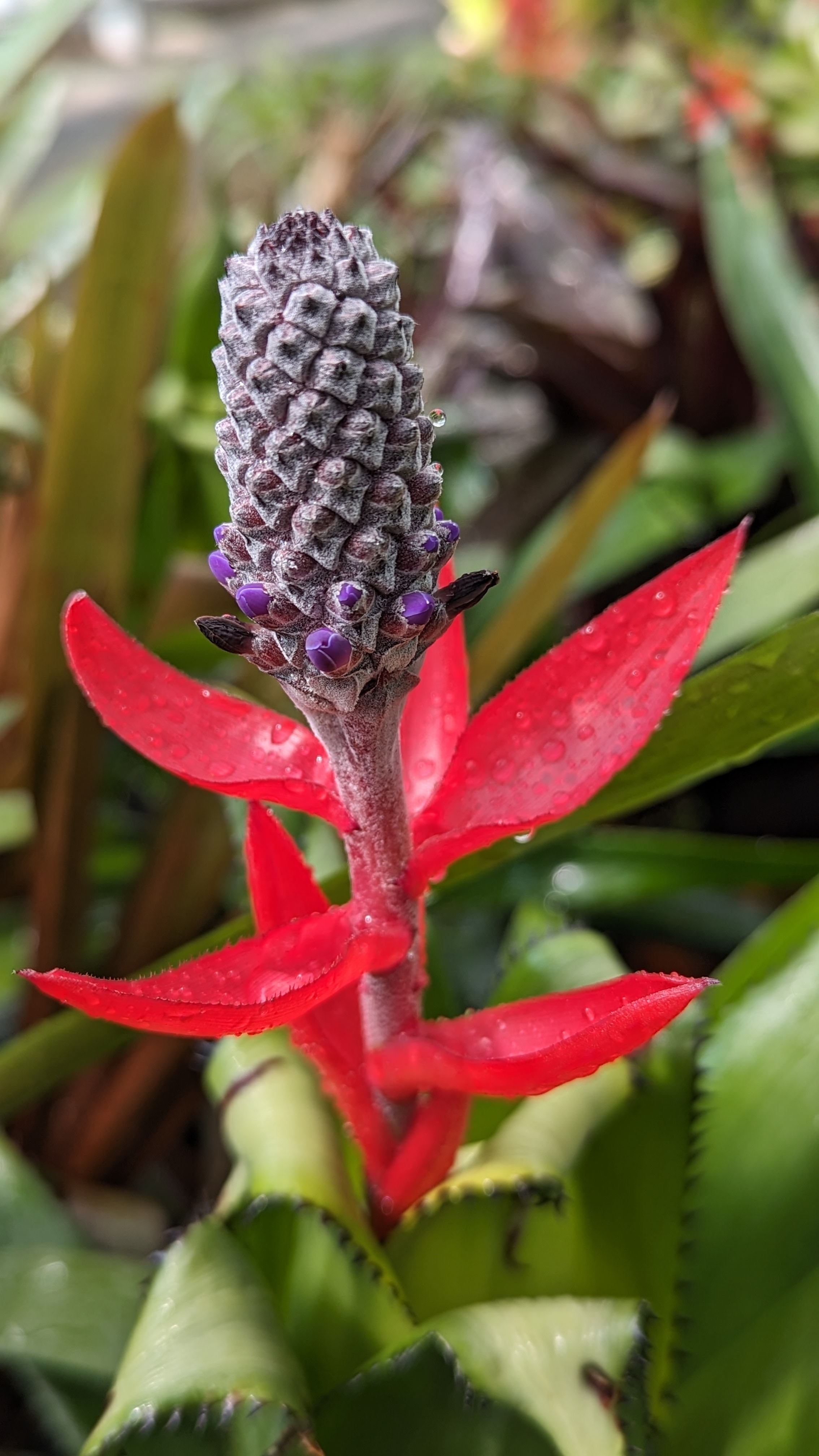 preview Aechmea triangularis  L.B.Sm.